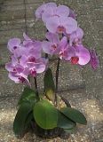 粉蝴蝶兰